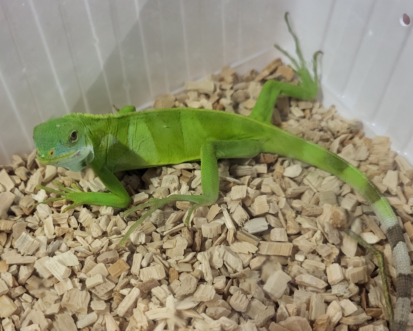 Brachylophus fasciatus