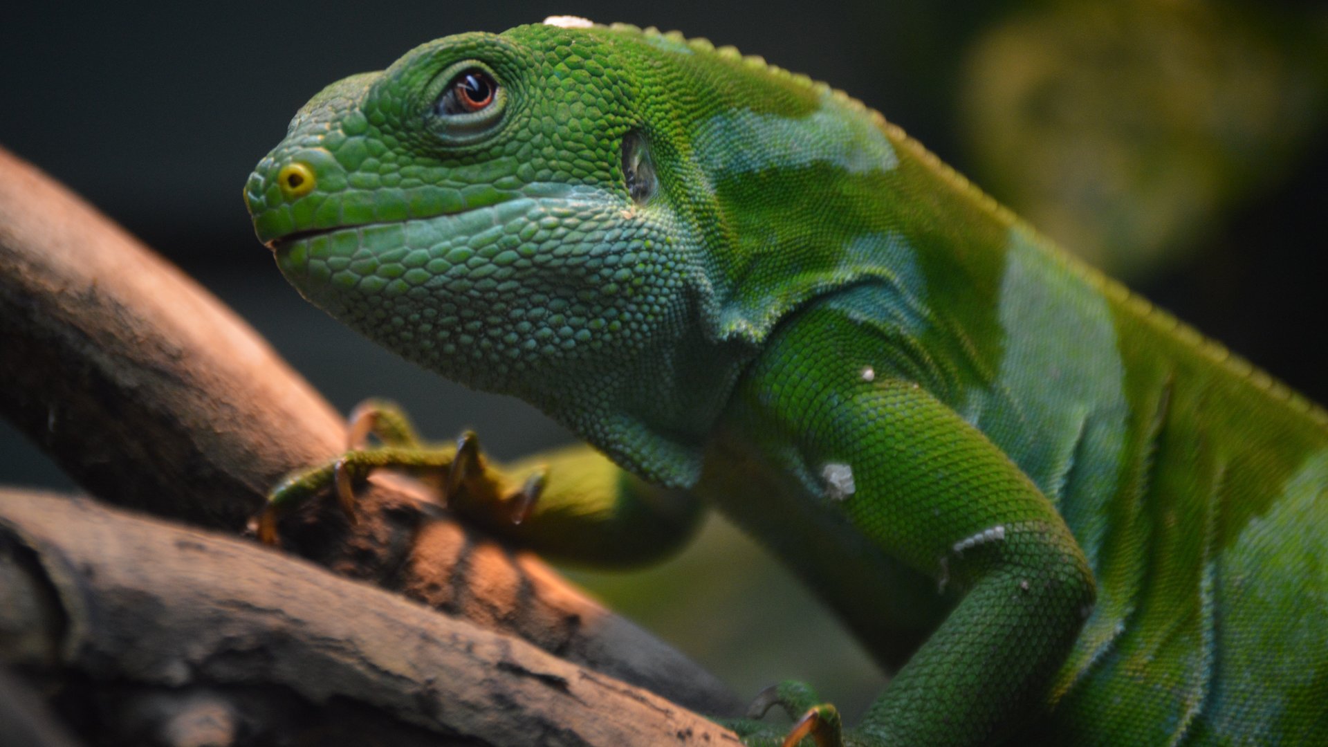 Brachylophus fasciatus