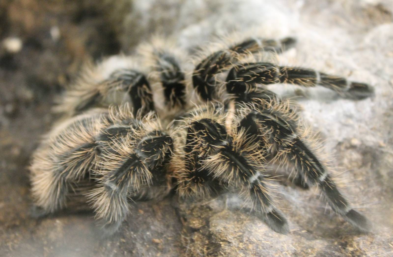 Brachypelma albopilosum