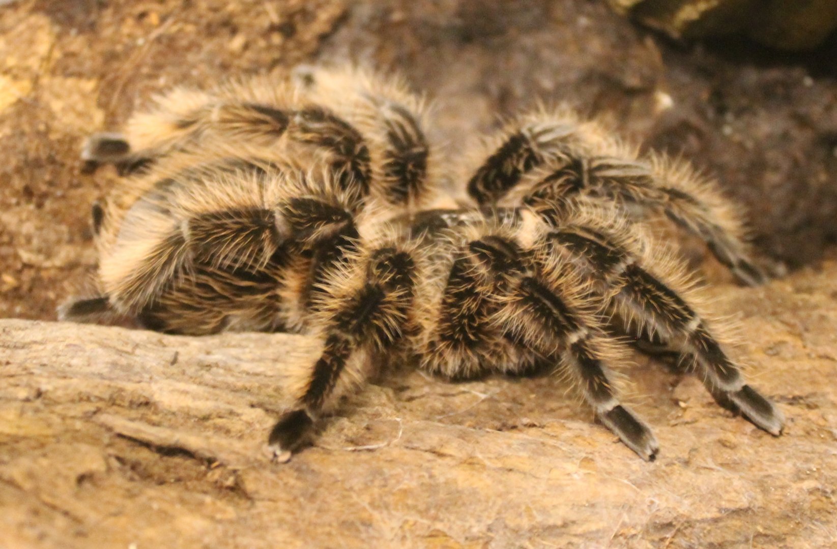 Brachypelma albopilosum