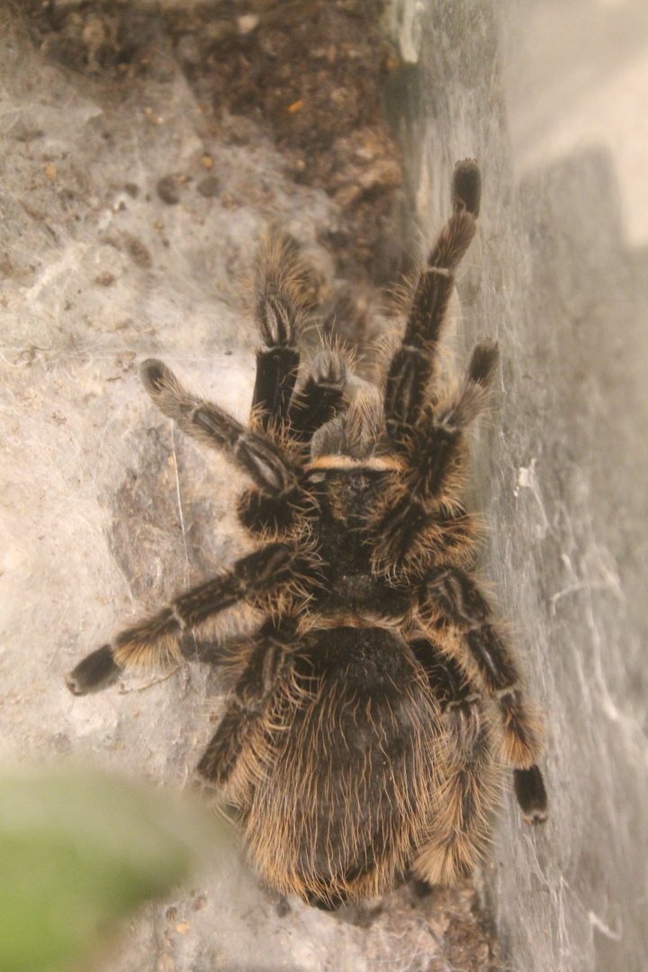 Brachypelma albopilosum