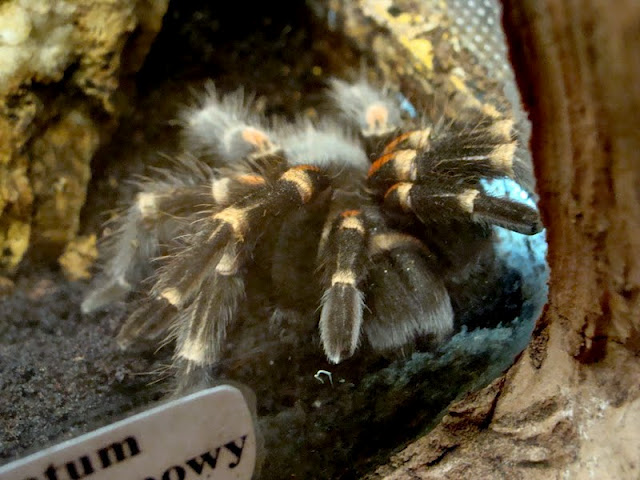 Brachypelma auratum