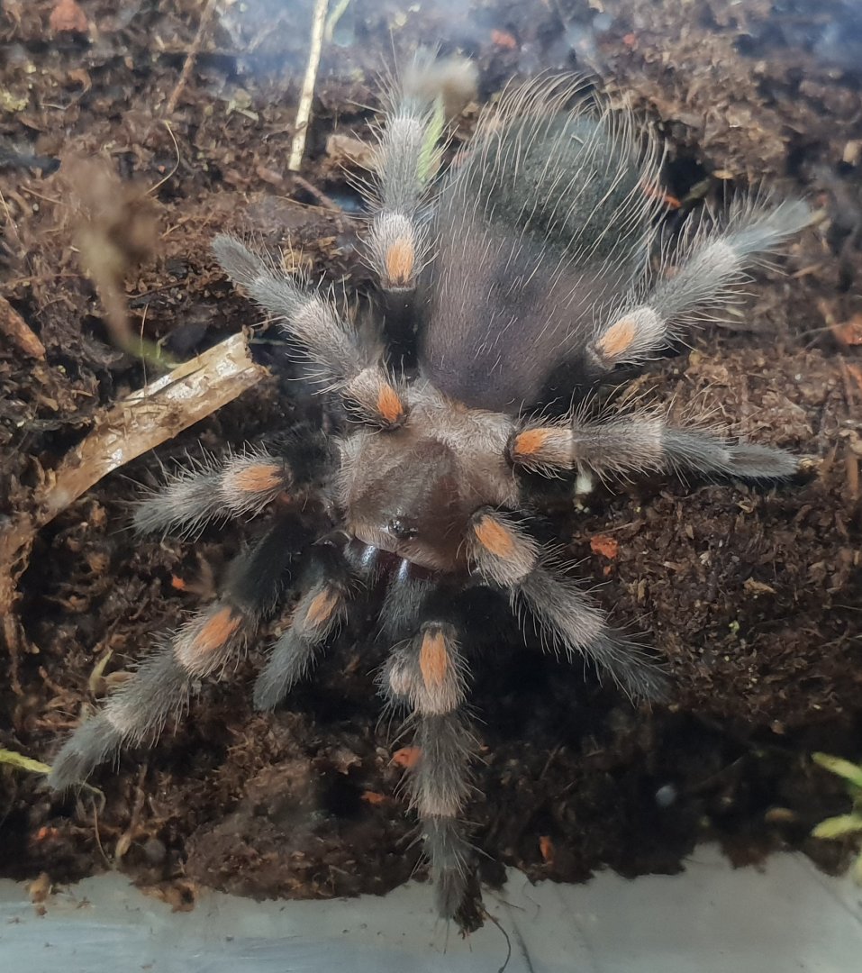 Brachypelma auratum