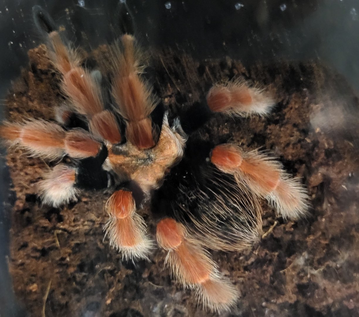 Brachypelma boehmei - male
