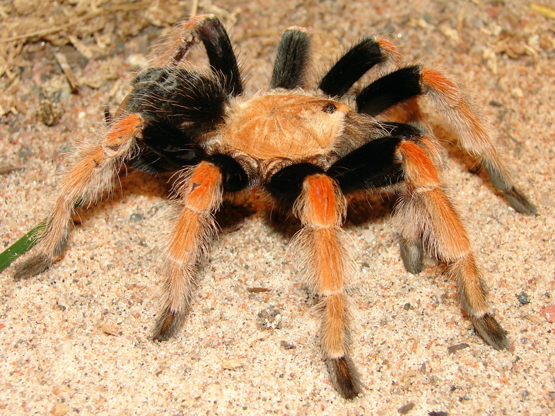 Brachypelma boehmei / Mexican Fireleg Tarantula