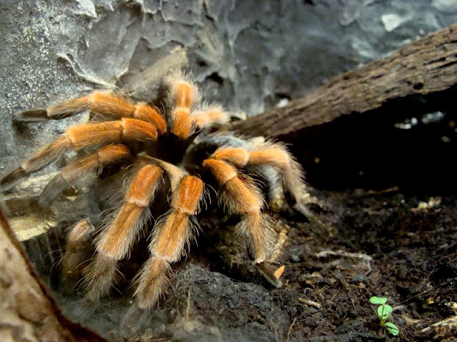 Brachypelma boehmei
