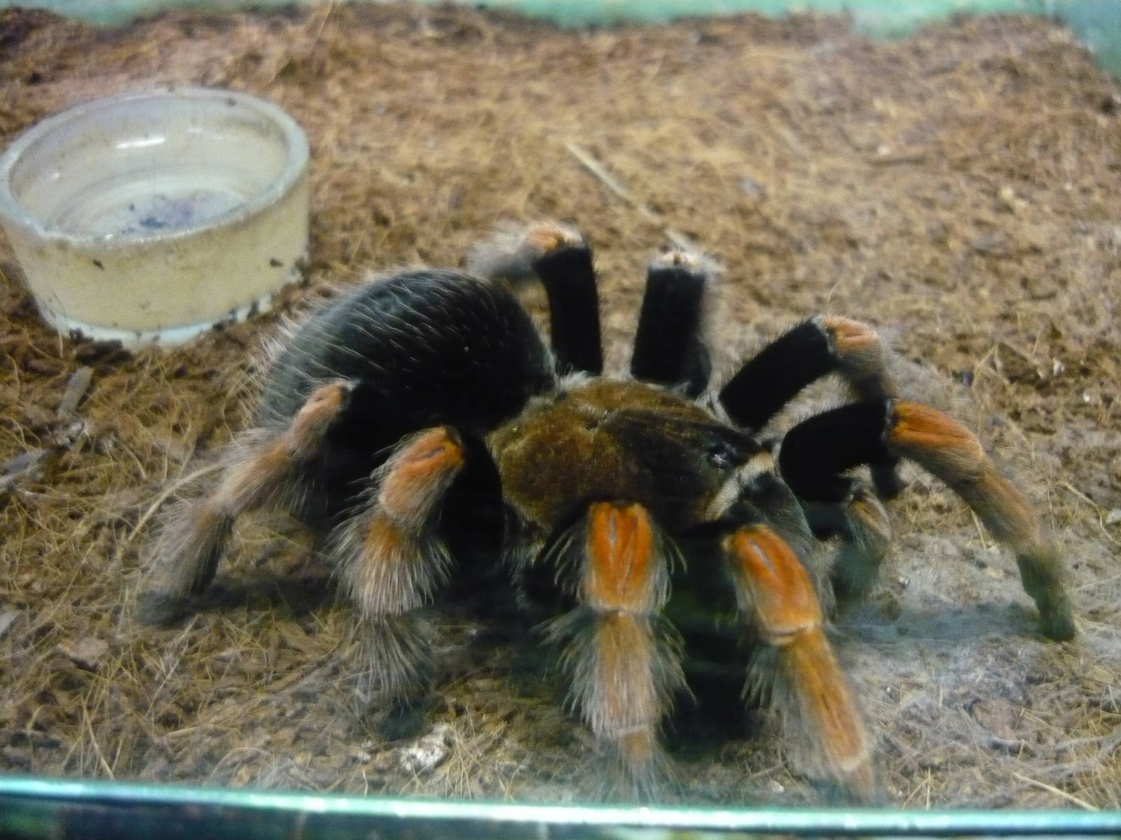 Brachypelma boehmei