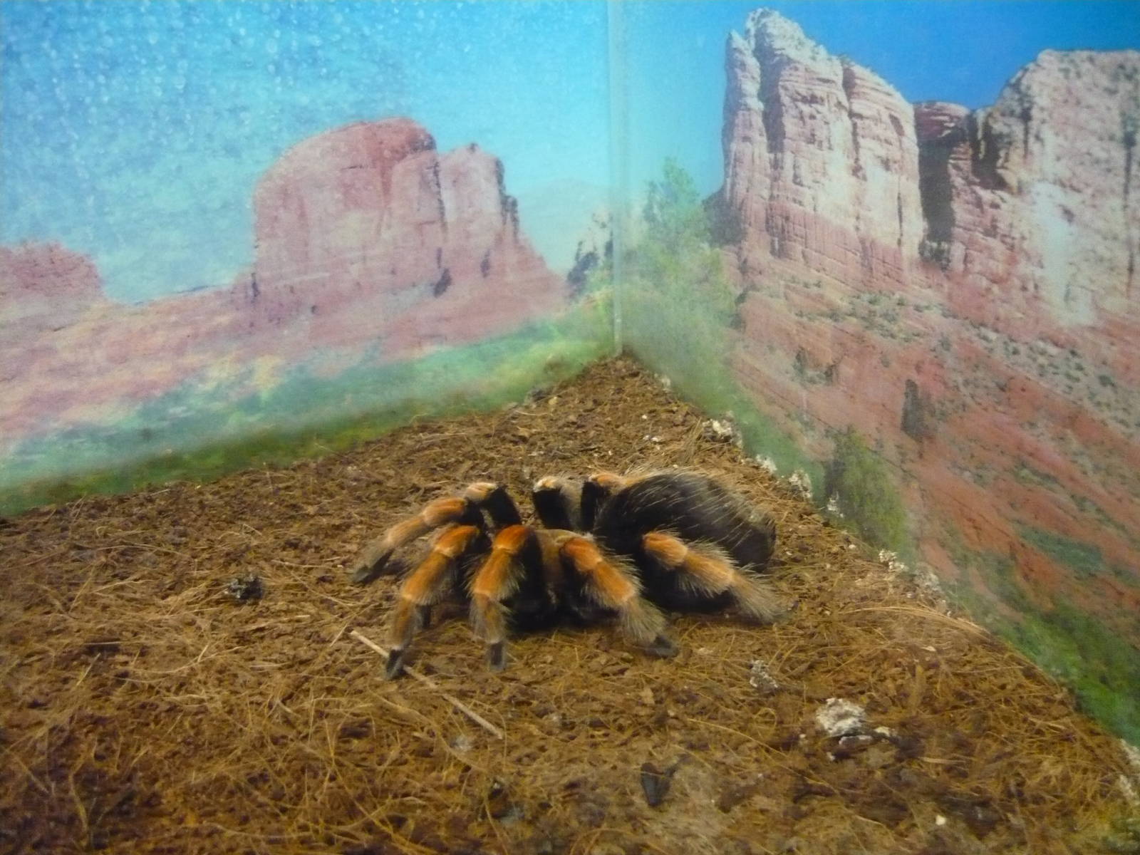 Brachypelma boehmei
