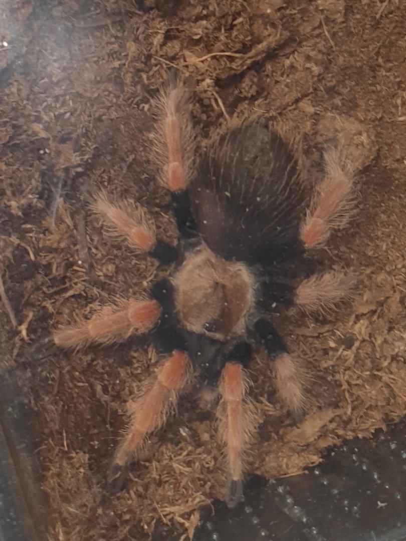 Brachypelma boehmei
