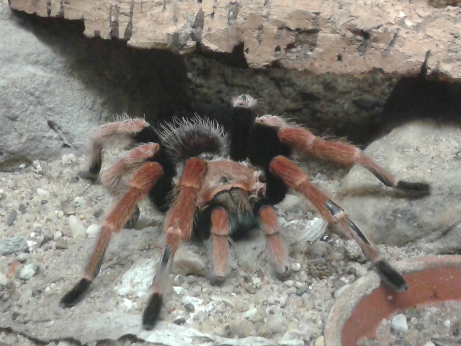Brachypelma emilia