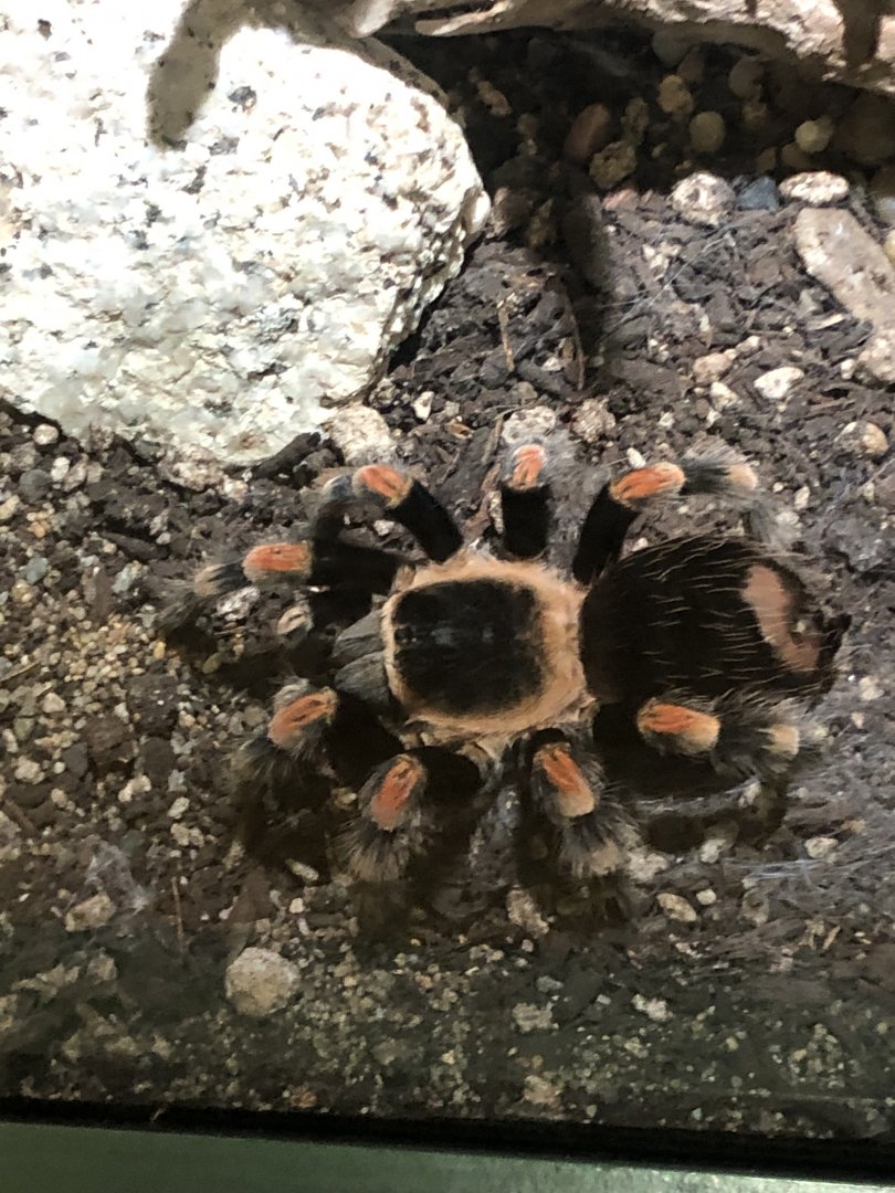 Brachypelma hamorii (Mexican Redknee Tarantula)