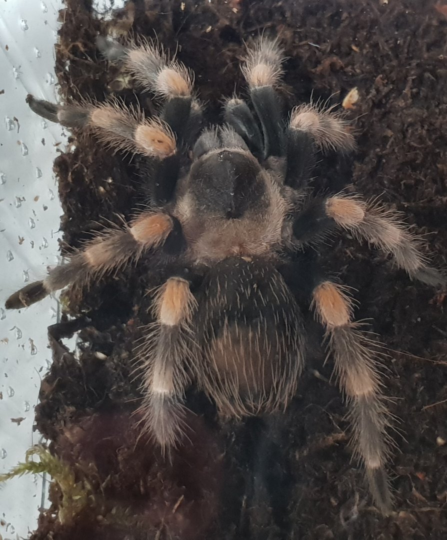 Brachypelma hamorii