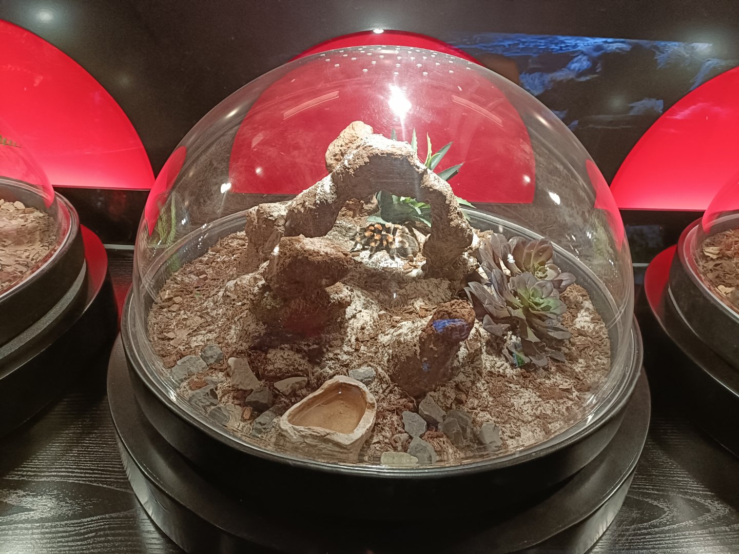 Brachypelma smithi exhibit - Bioparc Acuario de Gijón