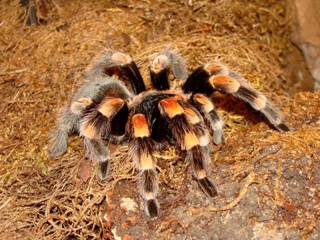 Brachypelma smithi