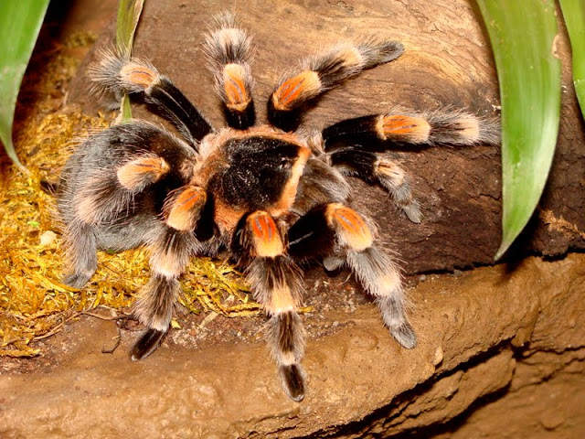 Brachypelma smithi