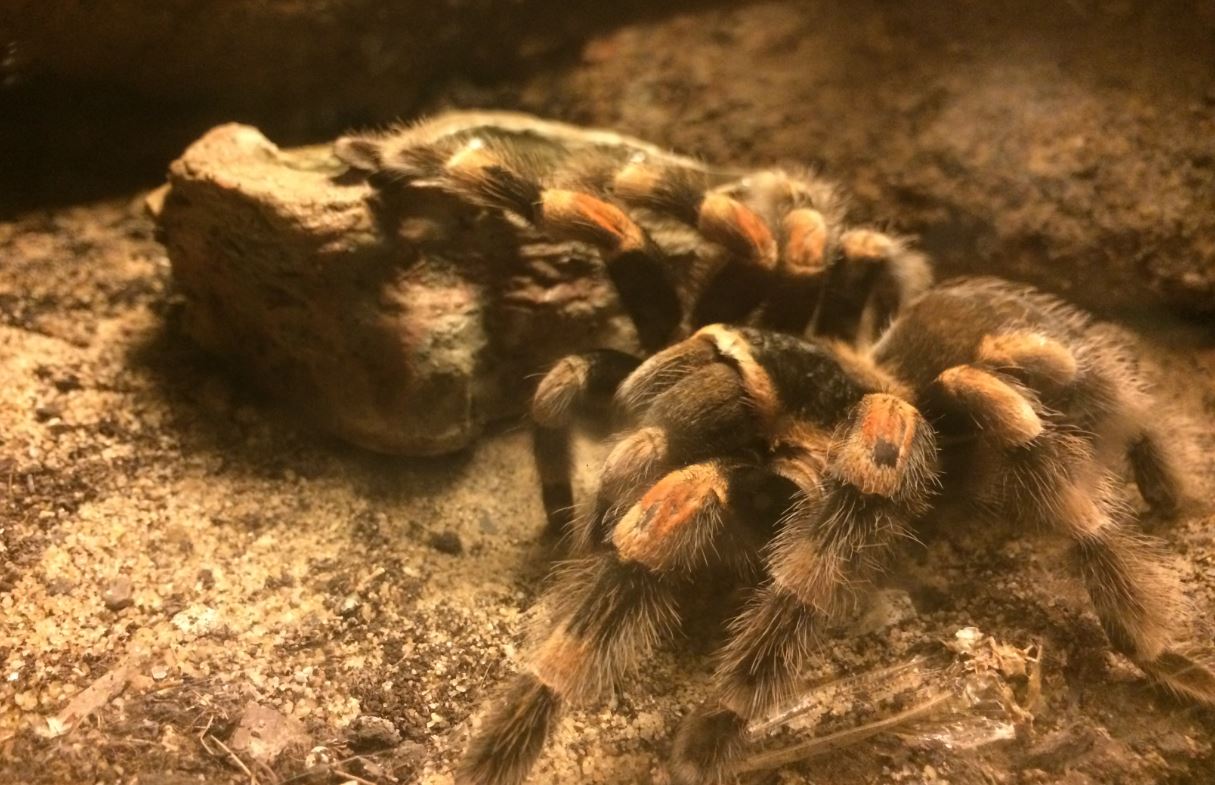 Brachypelma smithi