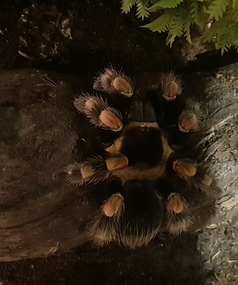 Brachypelma smithi