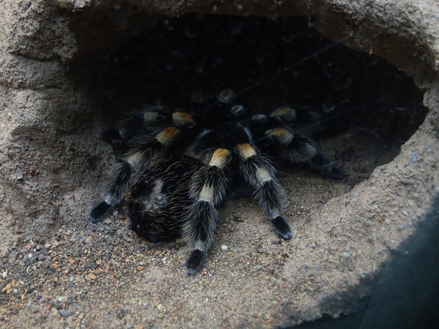 Brachypelma smithi