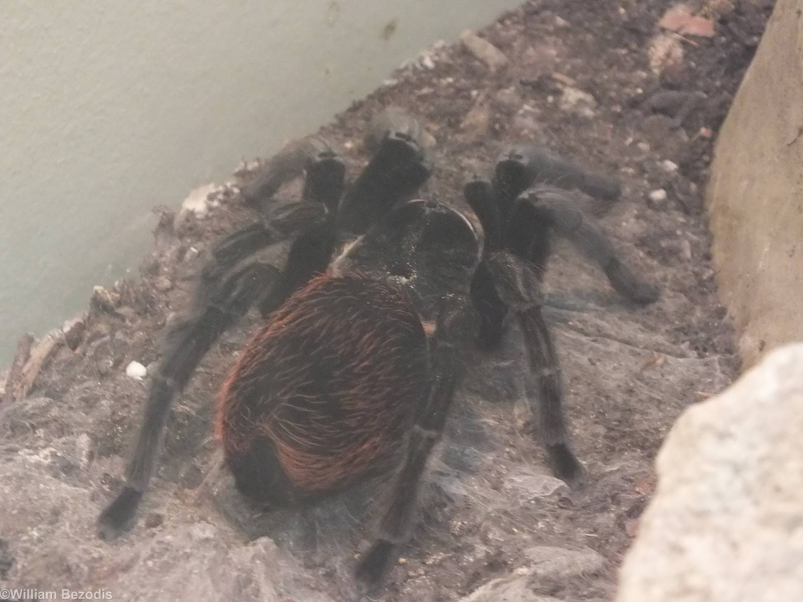 Brachypelma vagans - 'The Fascinating World of Spiders and Scorpions' Exhib