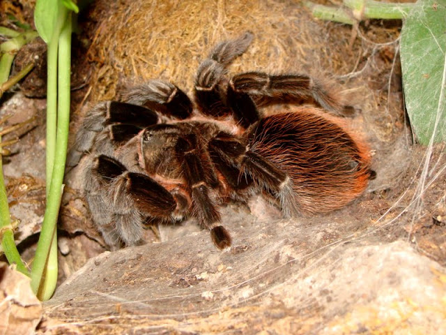Brachypelma vagans