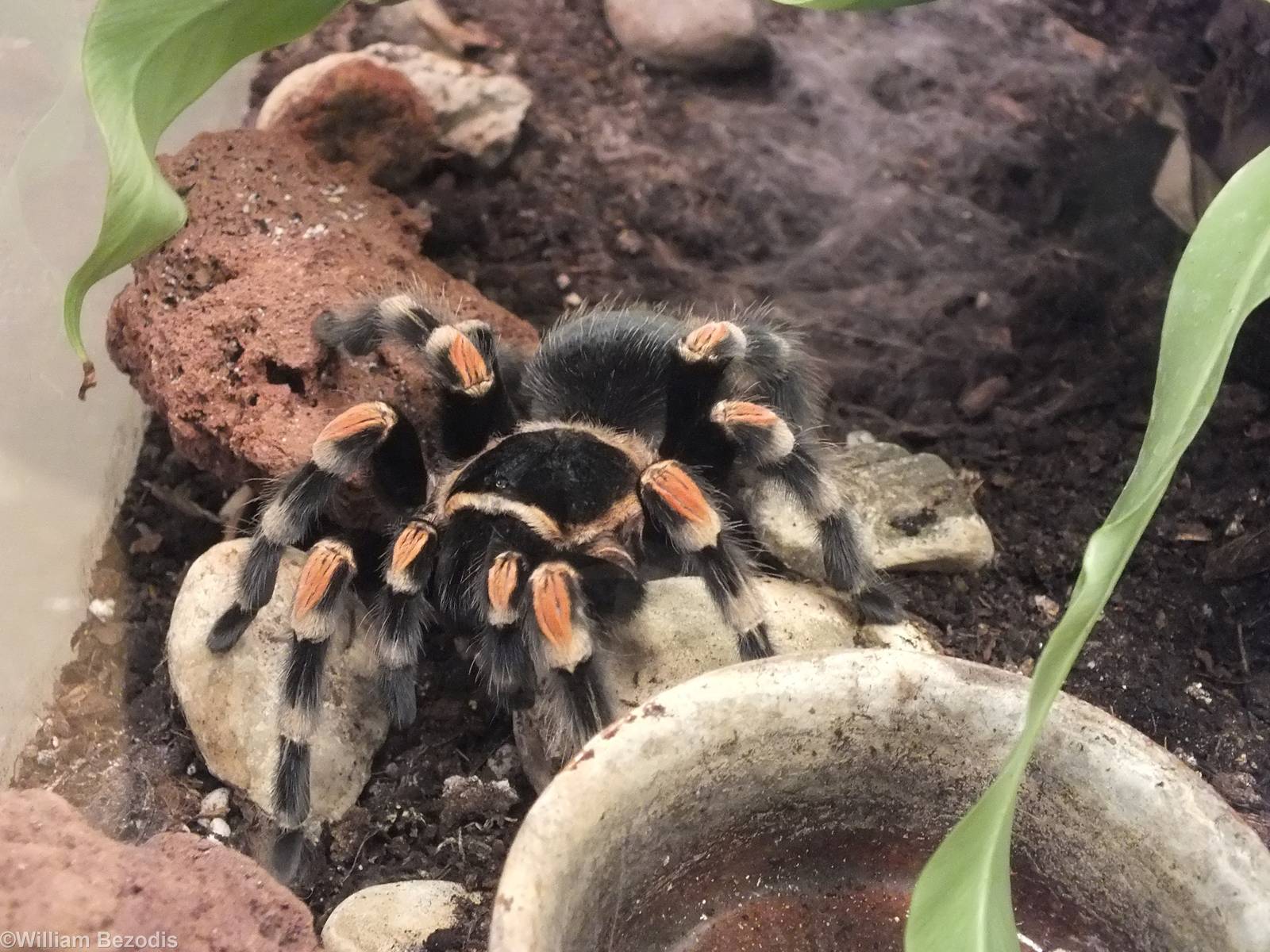 Brachyphelma auratum - 'The Fascinating World of Spiders and Scorpions' Exh