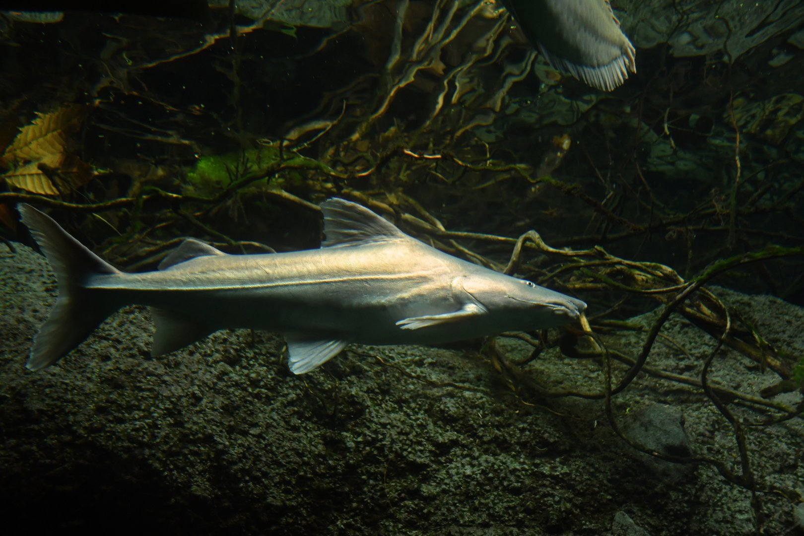 Brachyplatystoma capapretum