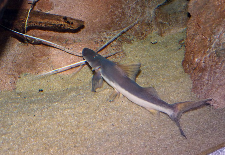 Brachyplatystoma platynemum (for confirmation)