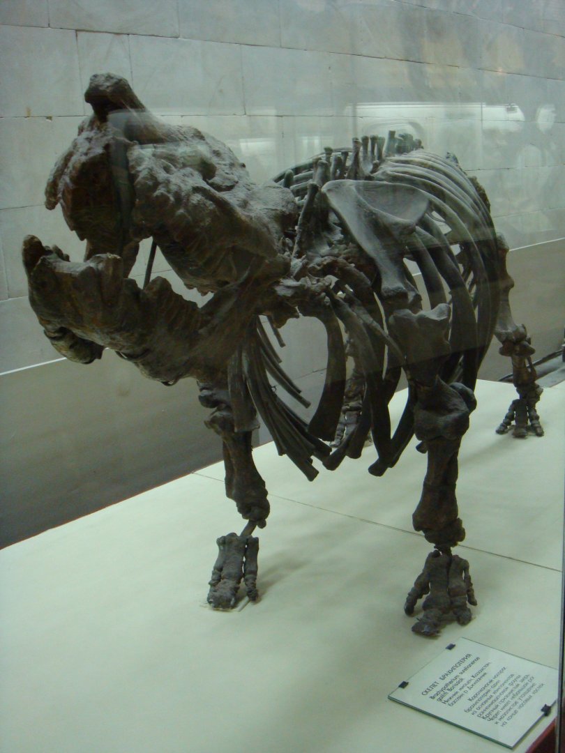 Brachypotherium aurelianense skeleton