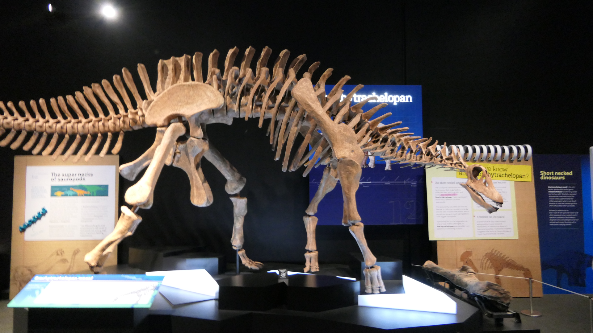 Brachytrachelopan mesai - Dinosaurs of Patagonia