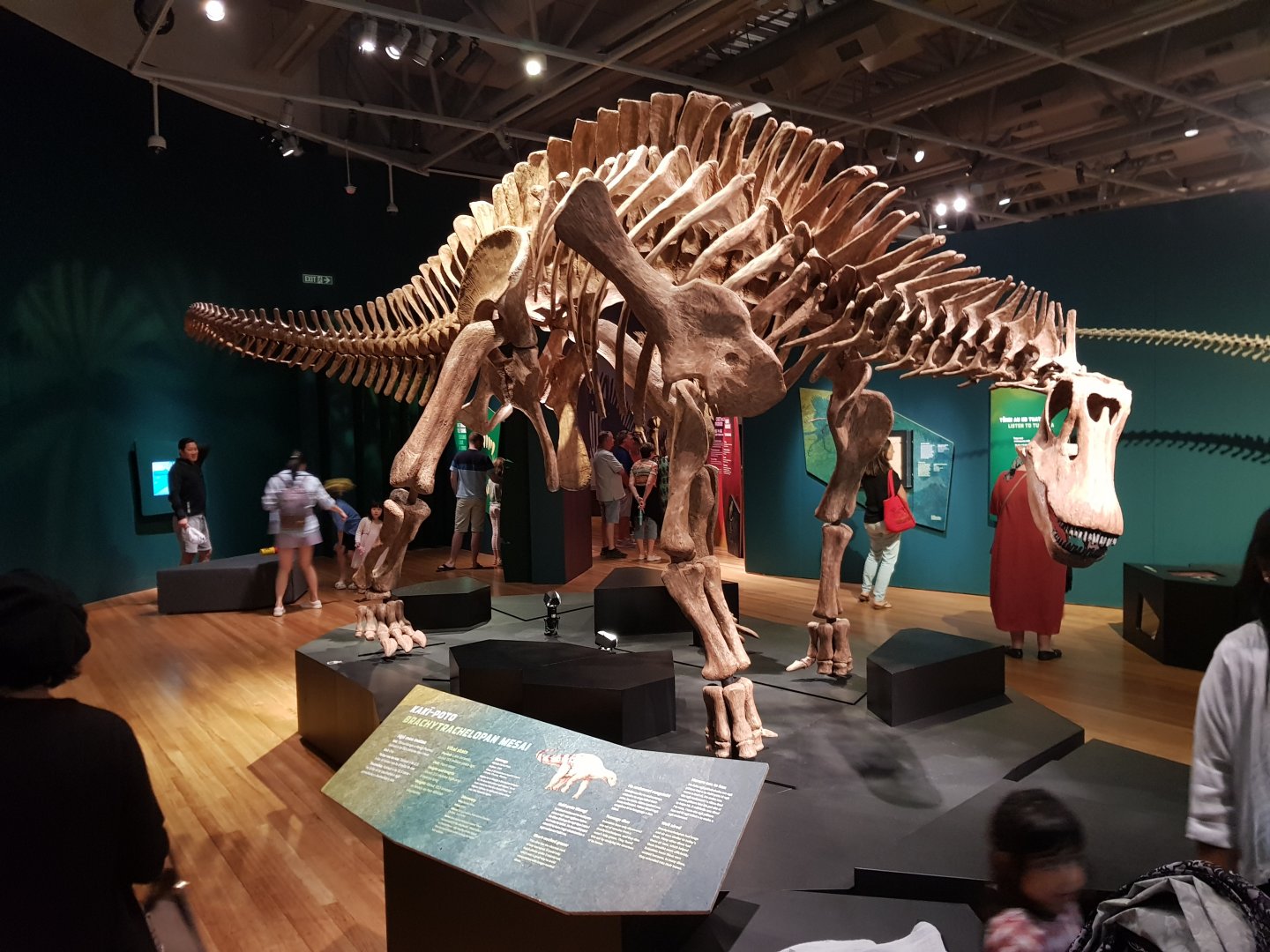 Brachytrachelopan mesai- Ngā Taniwha o Rūpapa | Dinosaurs of Patagonia, Te Papa