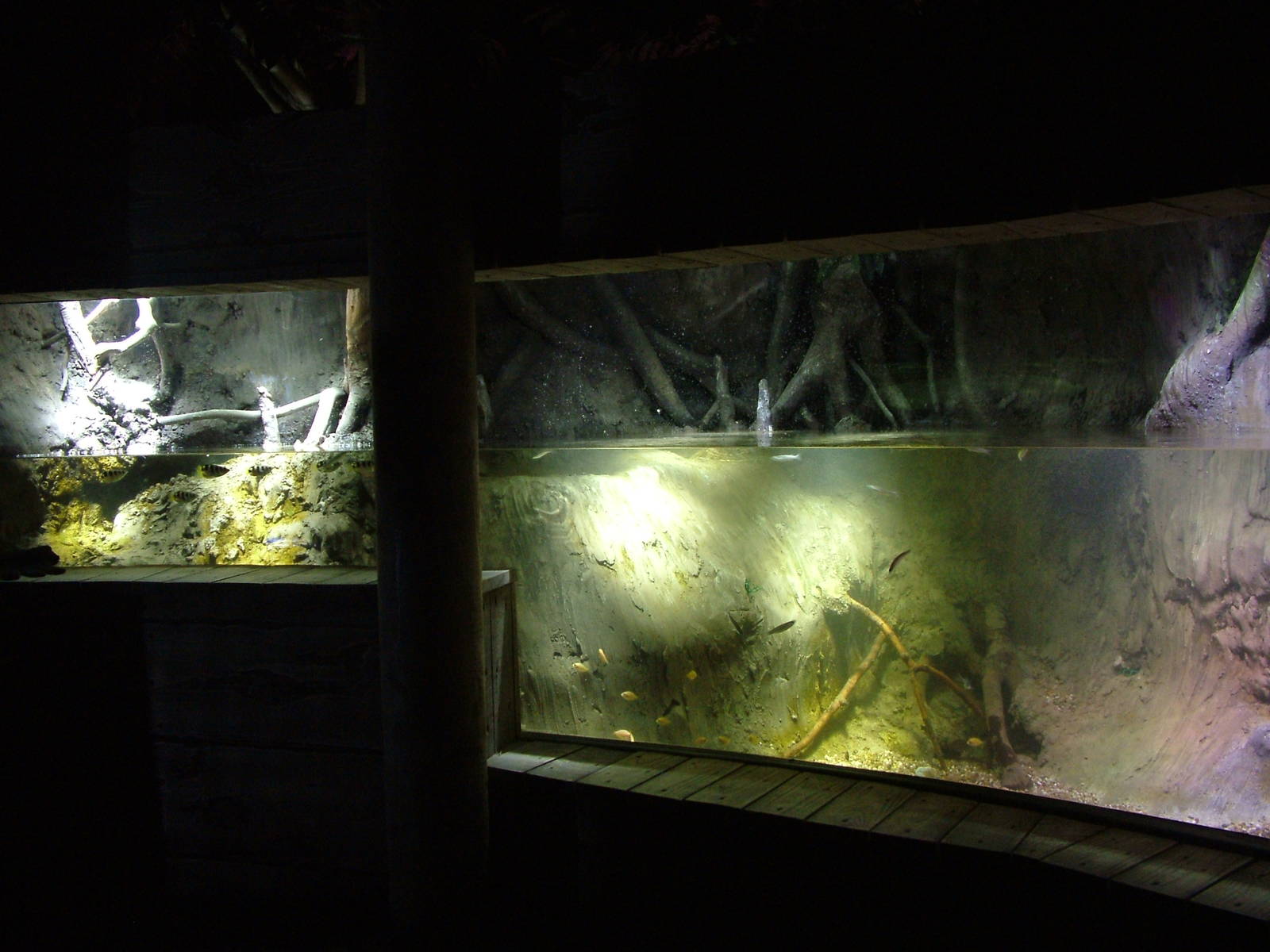 Brackish display at Blue Reef Bristol 19/12/09