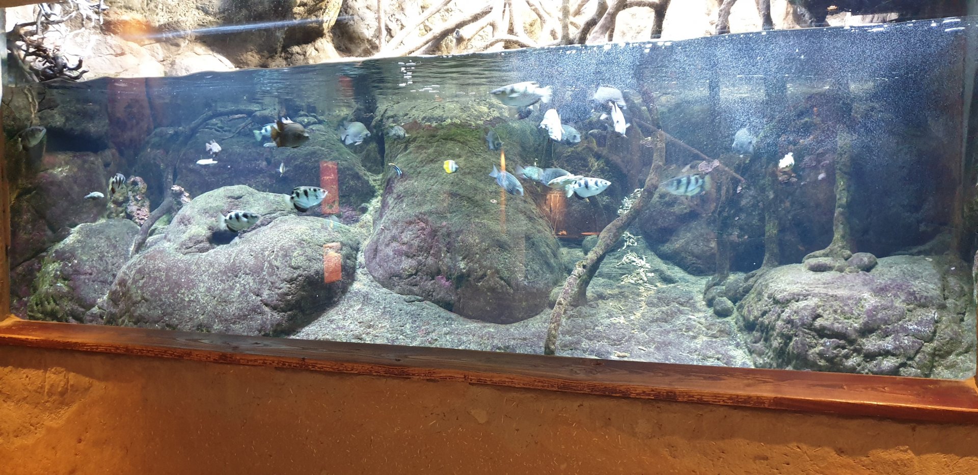 Brackish water aquarium