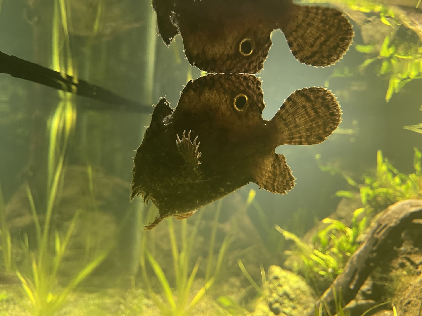 brackish water frogfish (antennarius biocellatus) - dunia air tawar