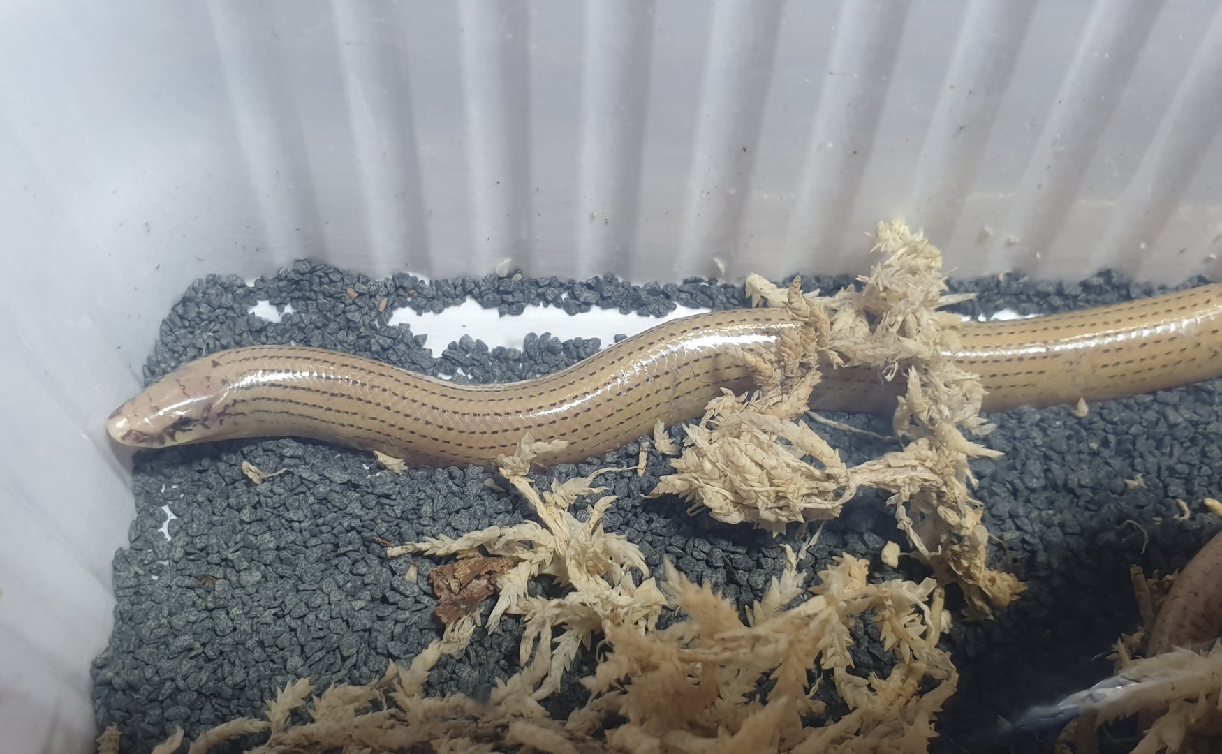 Braconnier's legless lizard - Pygomeles braconnieri