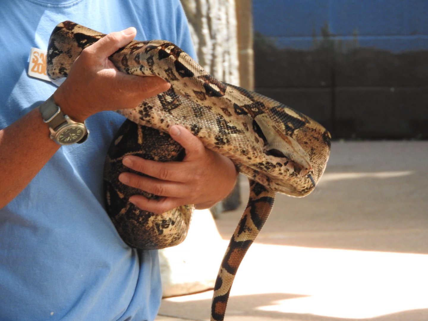"Bradshaw", Boa Constrictor
