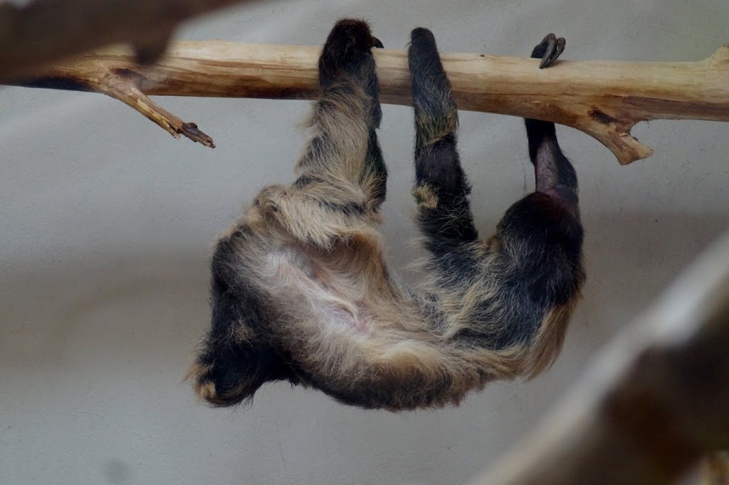 Bradypus tridactylus