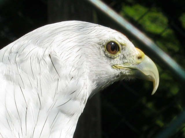 Brahimy Kite - Mindy