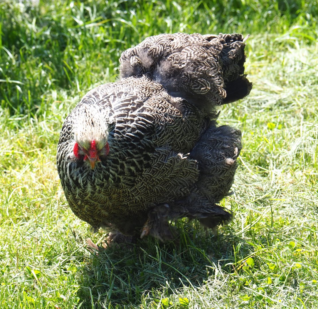 Brahma bantam hen (Gallus gallus domesticus), 2021-05-29