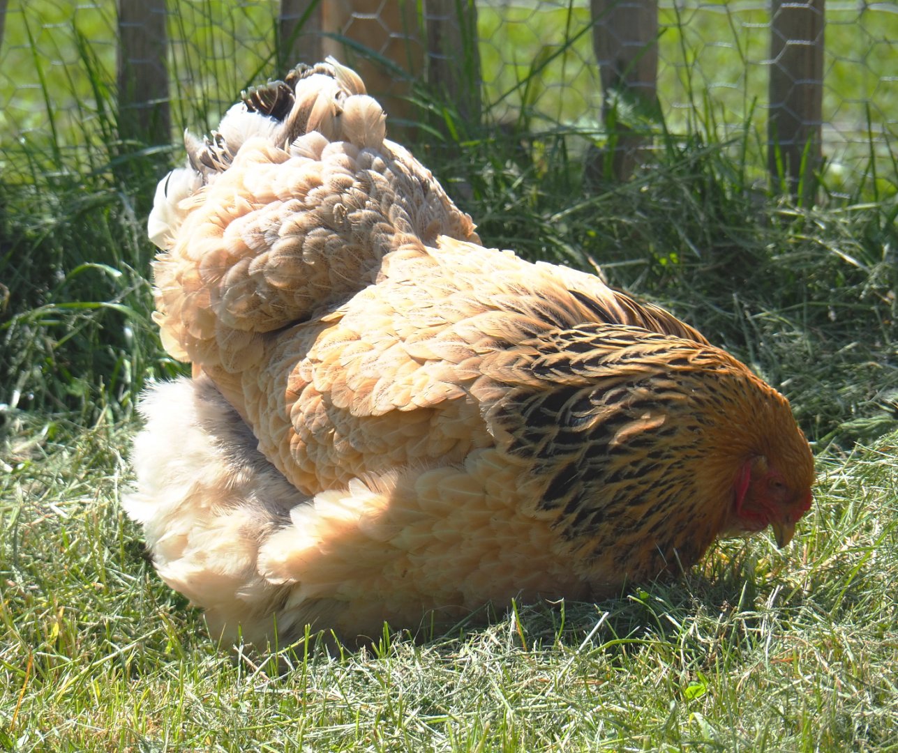 Brahma bantam hen (Gallus gallus domesticus), 2021-05-29