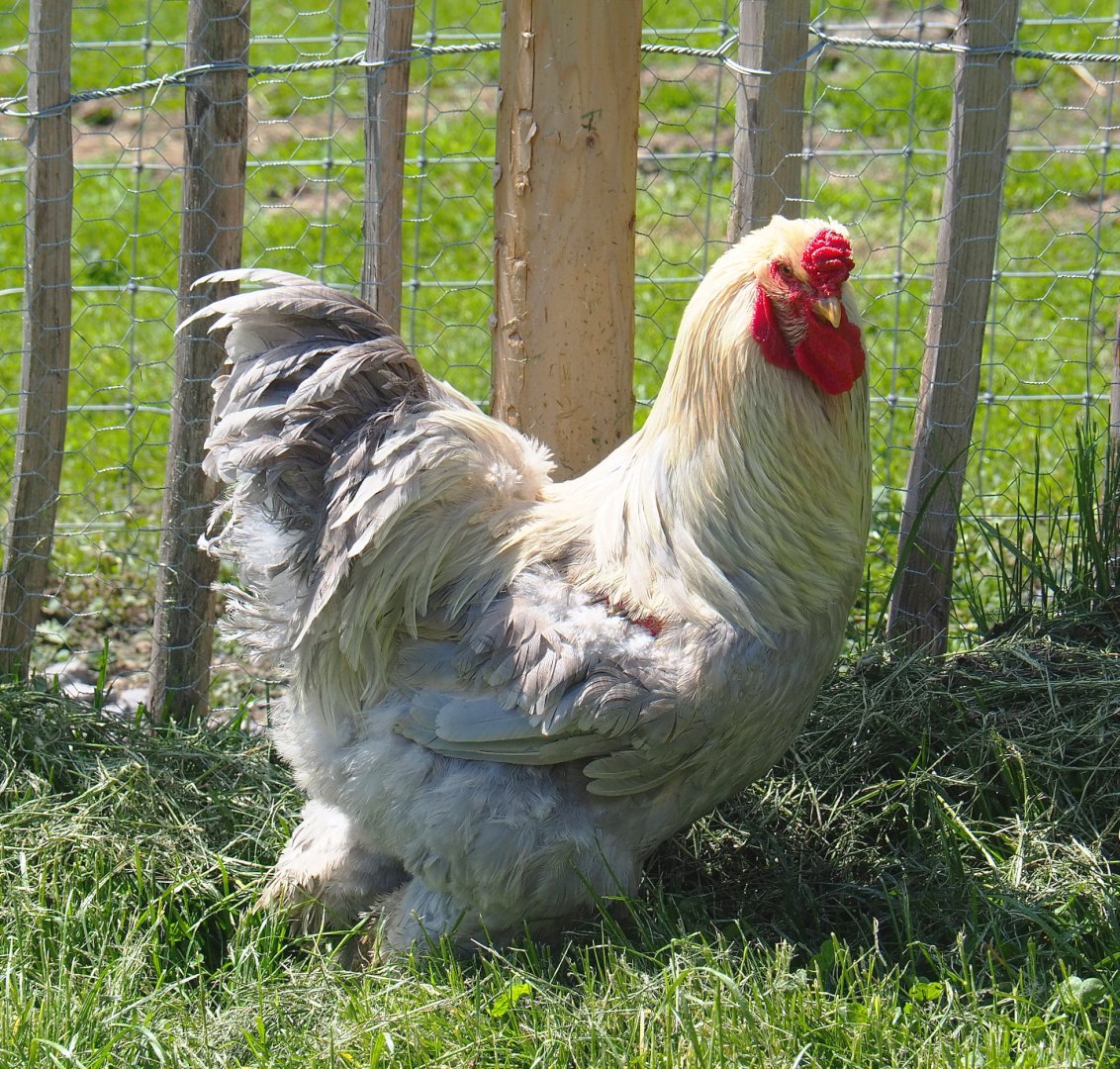 Brahma bantam rooster (Gallus gallus domesticus), 2021-05-29
