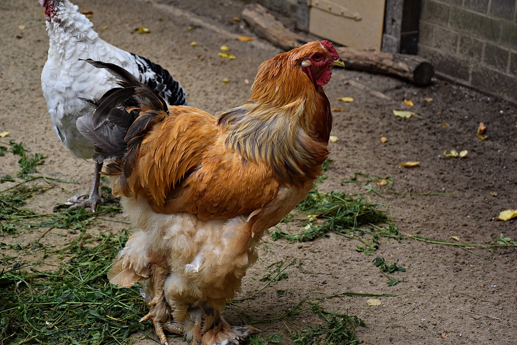 Brahma chicken