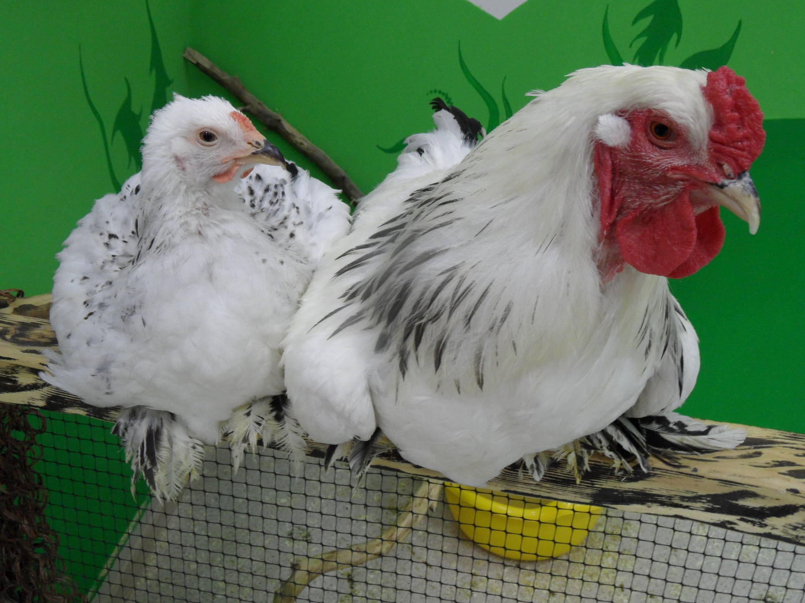 Brahma chickens