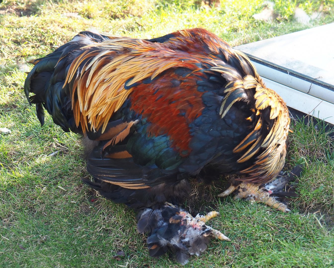 Brahma rooster (Gallus gallus domesticus), 2021-09-02