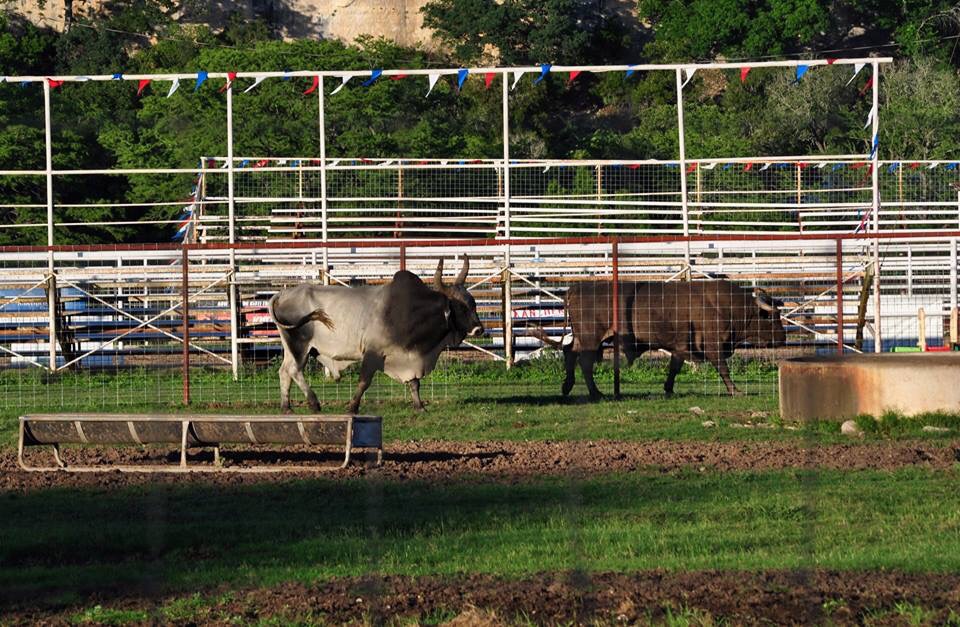 Brahman and Santa Gertudis cattle - Texas