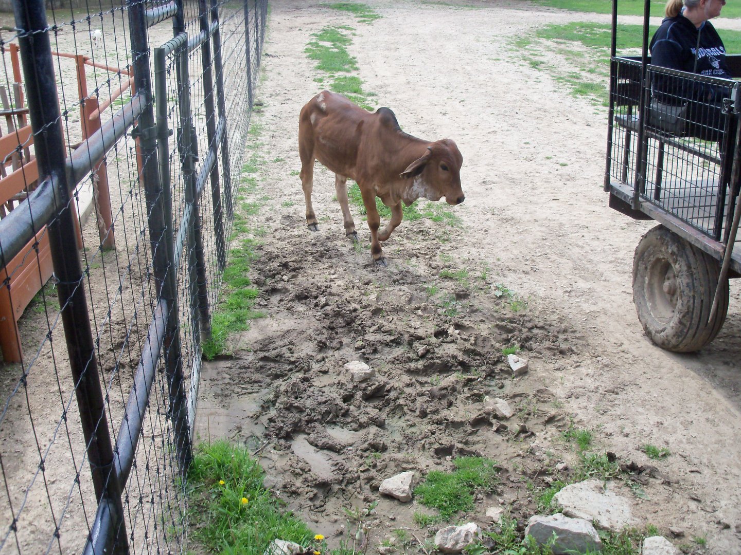 Brahman Cattle