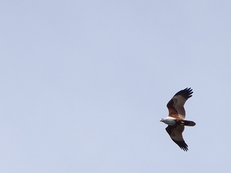 Brahminity kite (Haliastur indus)