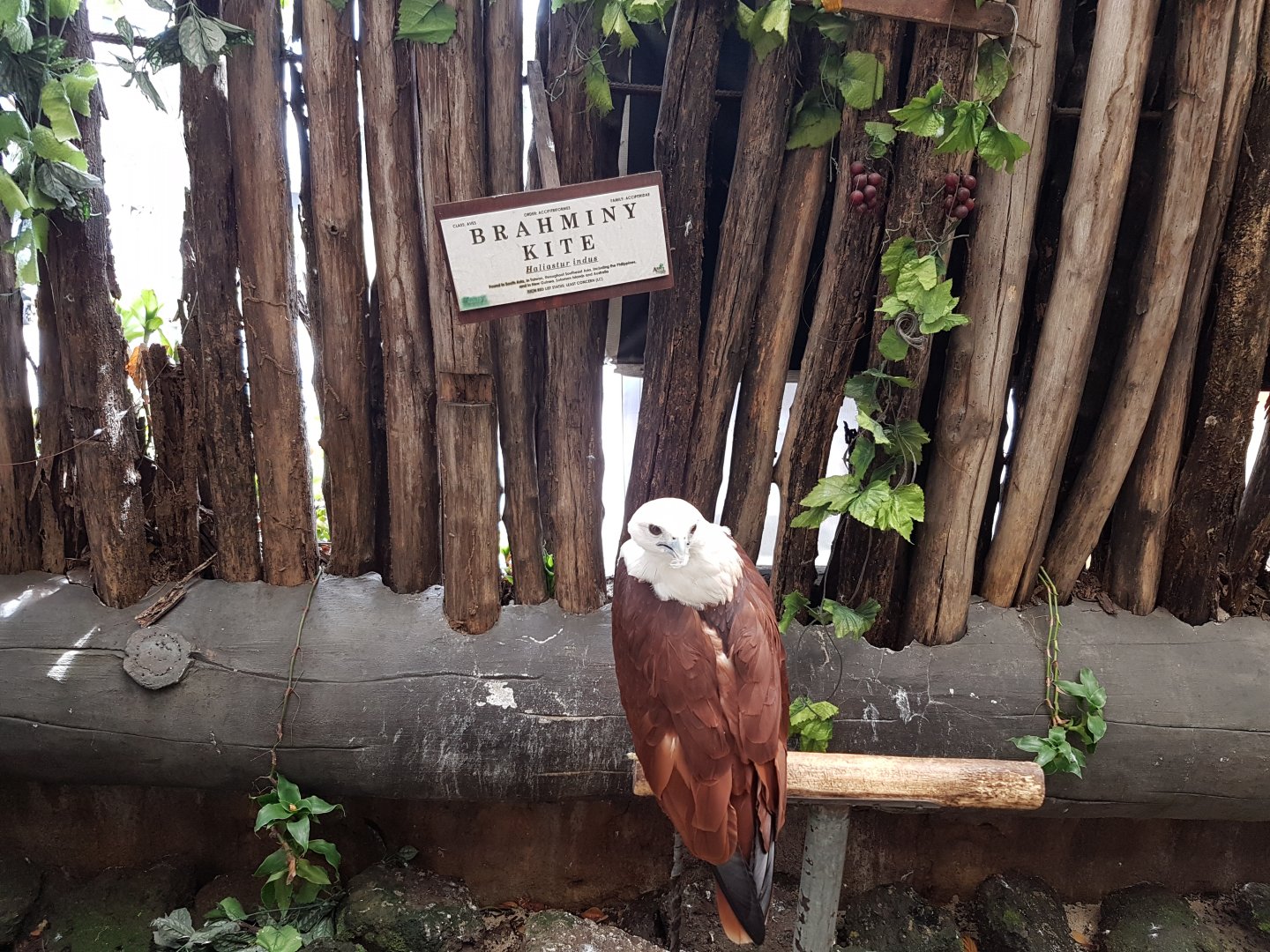 Brahminy Kite at Ark Avilion Zoo in Manila