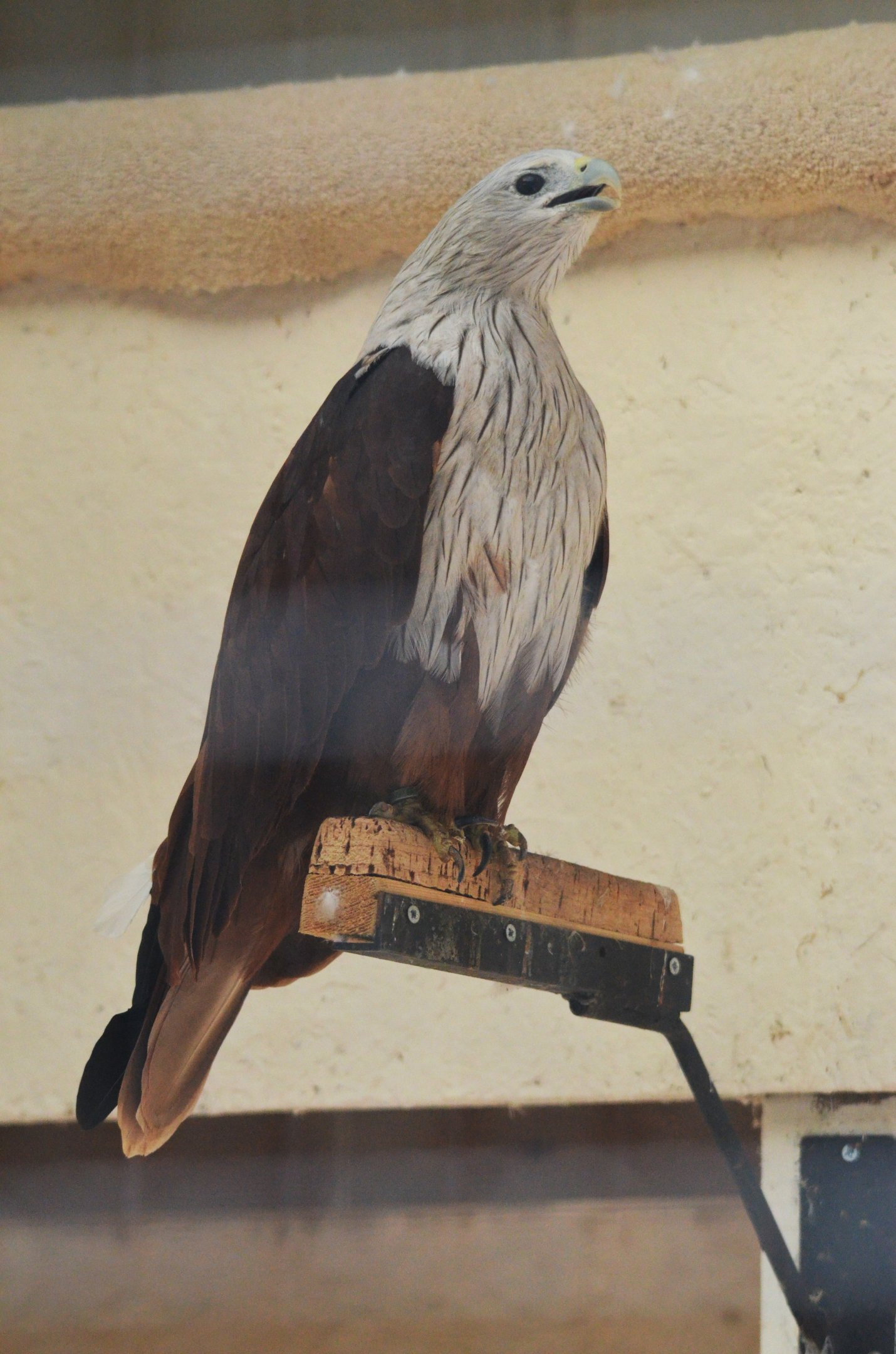 Brahminy Kite at ICBP Newent, 07/10/17