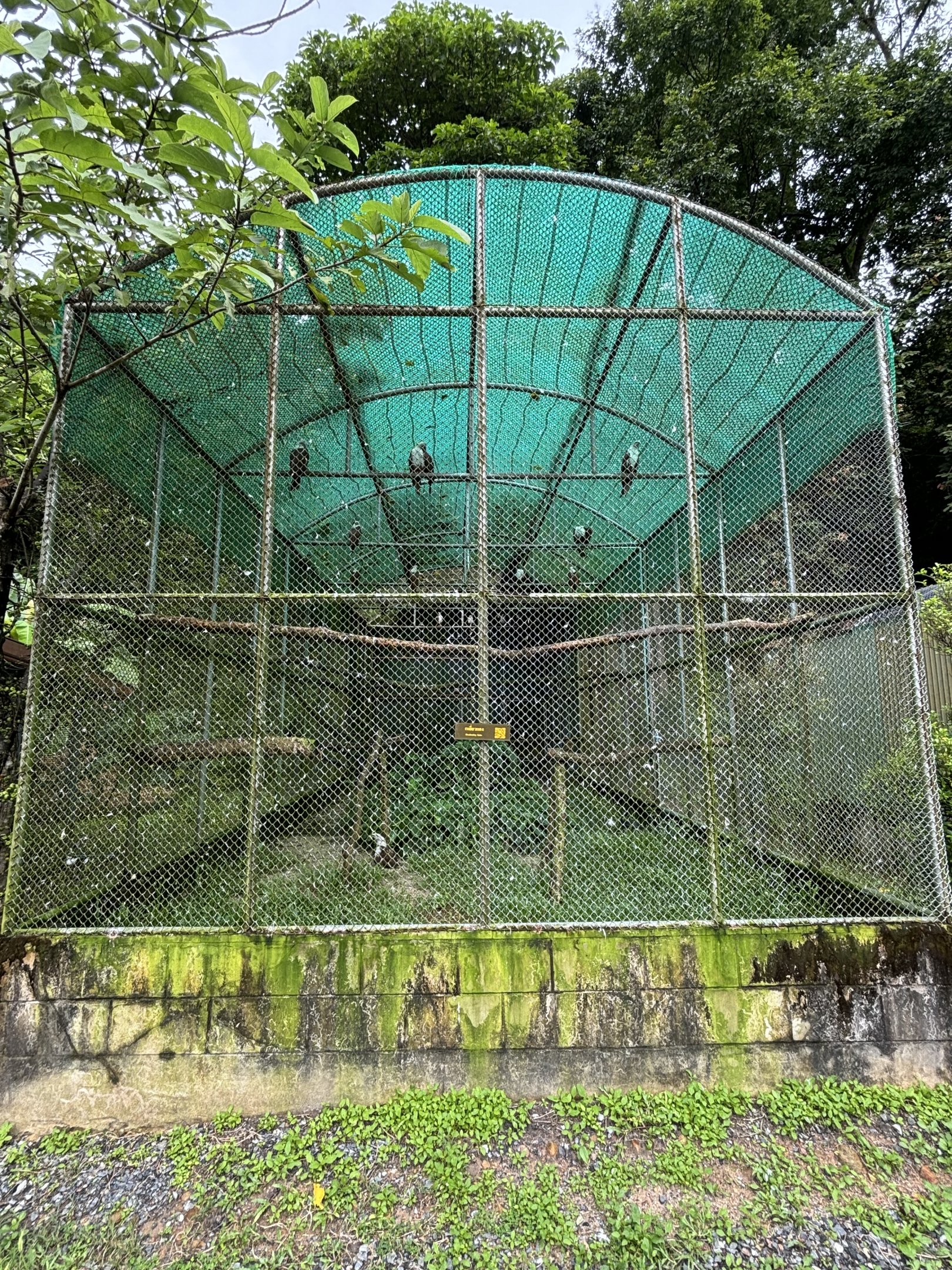 Brahminy Kite Aviary - 20+ birds!