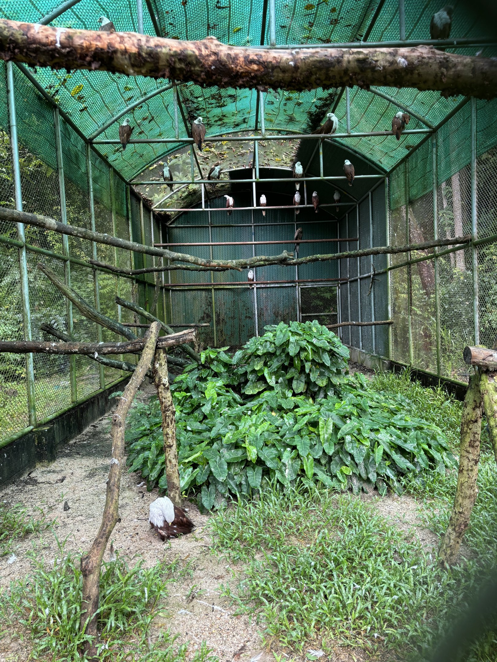 Brahminy Kite Aviary - 20+ birds!